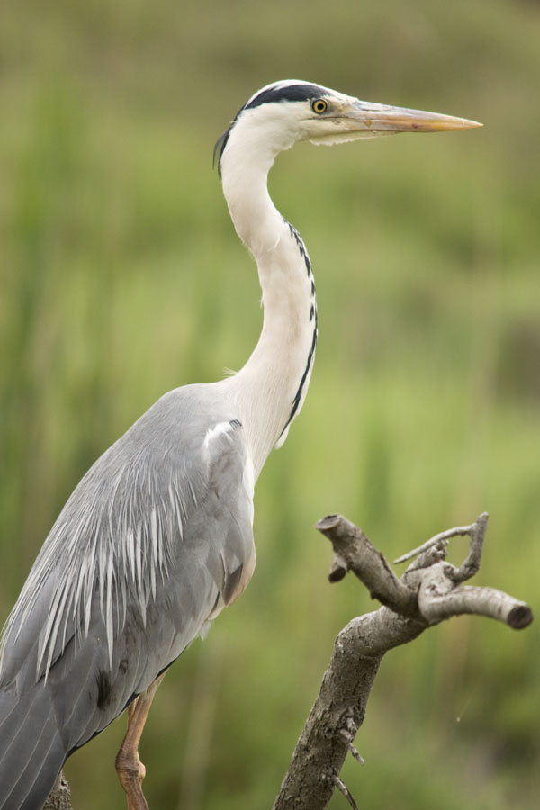 09 05 21 pont de gau héron cendré50